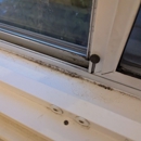 Fast Mold Testing - Jacksonville - Mold Remediation