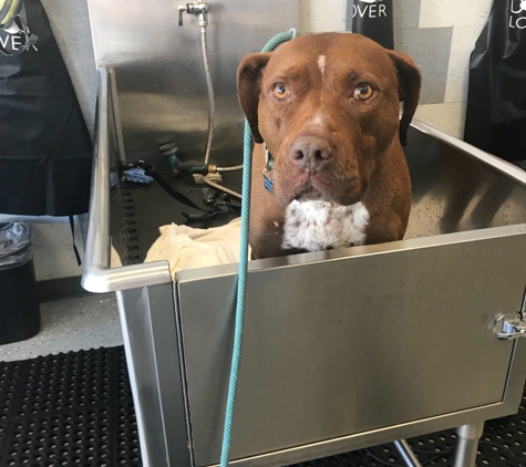 Top Dog Wash & Groom - San Diego, CA