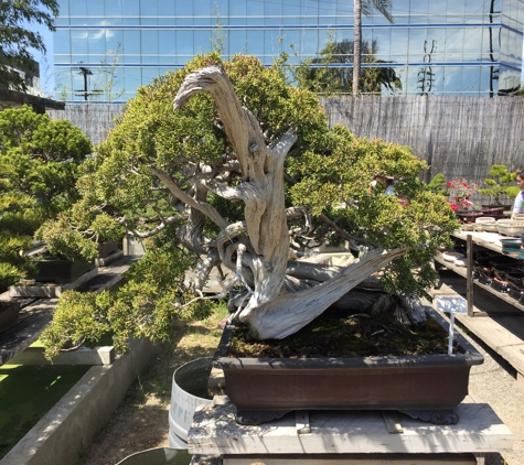 Yamaguchi Bonsai Nursery - Los Angeles, CA