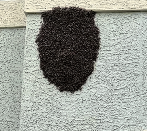 USA Bee Removal