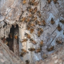 Baldwin Gulf Coast Pest Control - Pest Control Equipment & Supplies