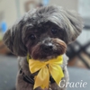 Pawsitively Chic Pet Salon gallery