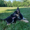 GraceLand Farm German Shepherd Dog Puppies gallery