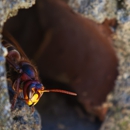 Best Pest & Termite Inc - Pest Control Equipment & Supplies