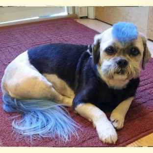 All Fur Pet Grooming - Fredericksburg, VA