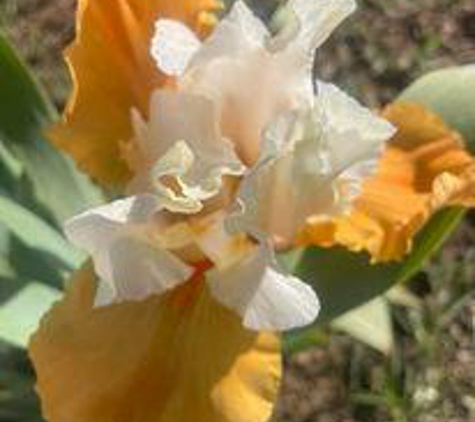 Bloomer-Rang Iris Farm - Kirkland, AZ