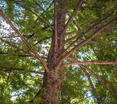 North Texas Trees - Wylie, TX