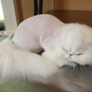 Sandy's Cat Grooming - Pet Grooming