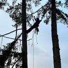 Air Arborist