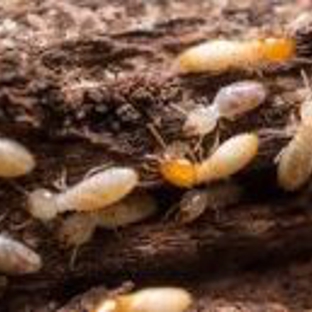 Heights Pest Control & Termite - Beachwood, OH. Termites