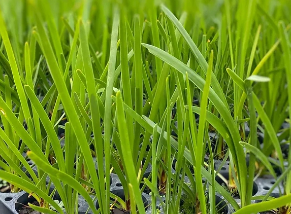Neangar Nursery - Eaglehawk, VIC
