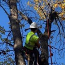 Central MN Tree Service - Stump Removal & Grinding