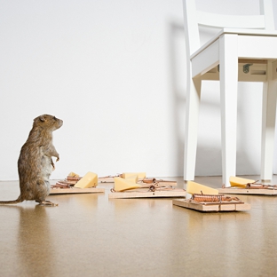 Affordable Pest Control - Nowra, NSW