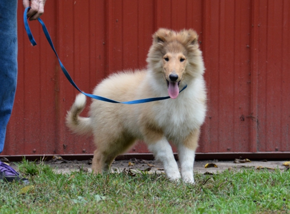 Van-M Collies - Millville, NJ. Fitz never grew, hes now 10 months with alot ofhair.