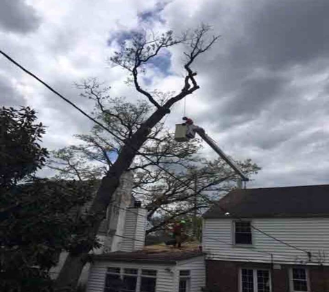 Baumann Tree - Cedar Hill, MO