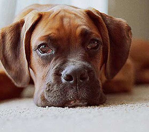 Springfresh Carpet Cleaning - Curlewis, VIC