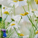 HHH Holistic Wellness Fairs - Alternative Medicine & Health Practitioners
