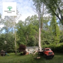 TreeCareHQ Roanoke - Stump Removal & Grinding