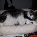 Odessa-City - Humane Societies