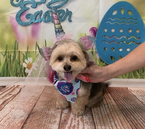 Kim O's Pampered Pups - Boynton Beach, FL