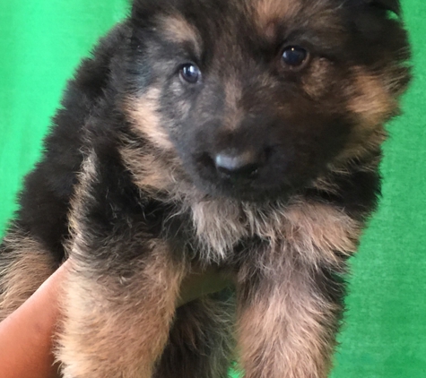 German Shepherd Breeder - Torrance, CA. 4 weeks