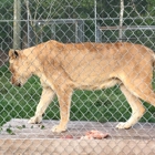 Catty Shack Ranch Wildlife Sanctuary