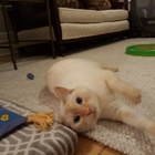 Calico Pet Sitting, Ltd.