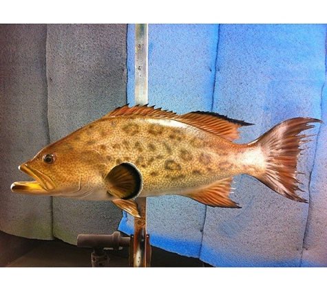 New Wave Taxidermy - Stuart, FL