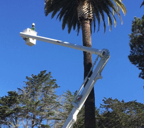 Zarco's Professional Tree Service - Carmel Valley, CA