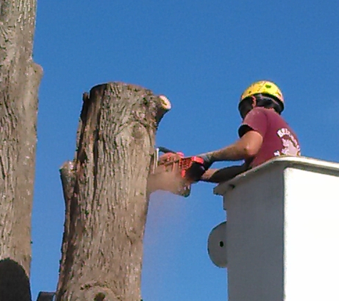 Beechnut Tree Service - New Port Richey, FL. Tree service Professionals