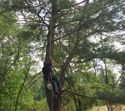 Ben's Tree Service - Castleton On Hudson, NY