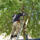 Edison Tree Service