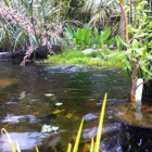 Wild Toad Nursery