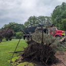 Trees by Forrest | Tree Removal Company in Plymouth, MN - Tree Service