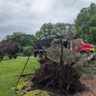 Trees by Forrest | Tree Removal Company in Plymouth, MN