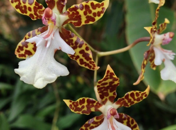 Matthaei Botanical Gardens - Ann Arbor, MI