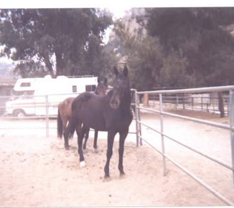 Discover Essential Horsemanship - Moorpark, CA