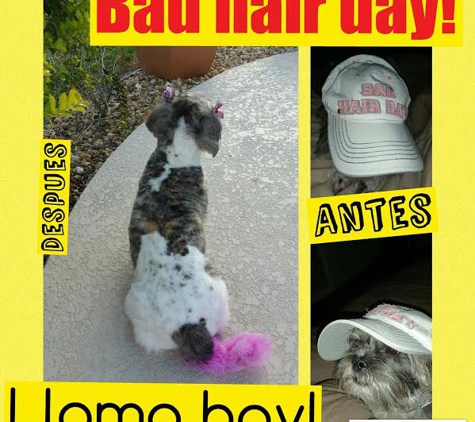 Dog Groomer Academy - Orlando, FL. Bad hair day!
Dog Groomer Academy te enseña como se un Dog Groomer Profesional