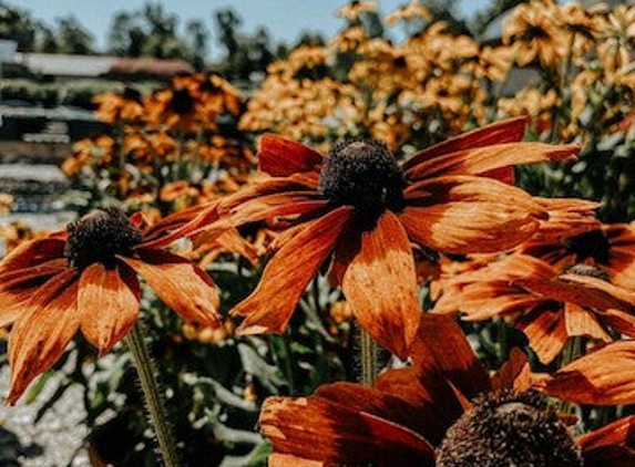 Homestead Greenhouse - Crofton, KY