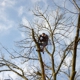 The Holland Group Tree Svc