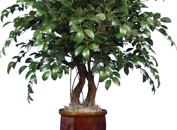 Classilk Design - Ronkonkoma, NY. Silk Ficus tree