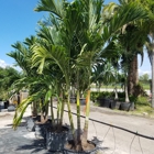 Palm Trees Direct