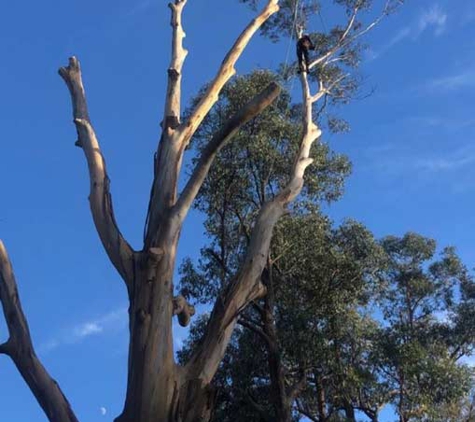 BSK tree services pty ltd