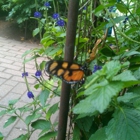 The Butterfly Place