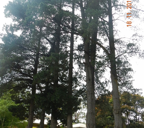 Woodstock Tree and Stump Removal - Coldstream, VIC