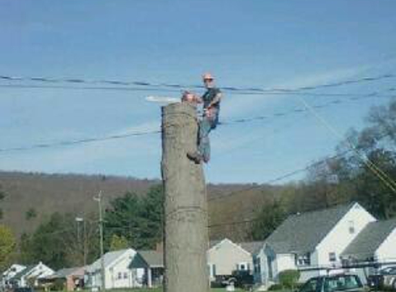 Affordable Tree Svc - Kirkwood, NY. huuuuge tree surounded by wires!