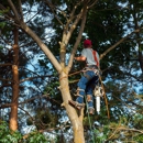 Allison Tree service & Stump Removal - Tree Service