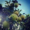 Hidden Cove Orchard - Orchards