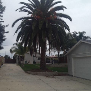 Estates Tree Service - Ramona, CA. Estates Tree Service Palm tree Trimming job before