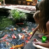 Splendor Koi and Pond gallery